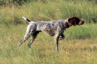 image of a Pointer dog